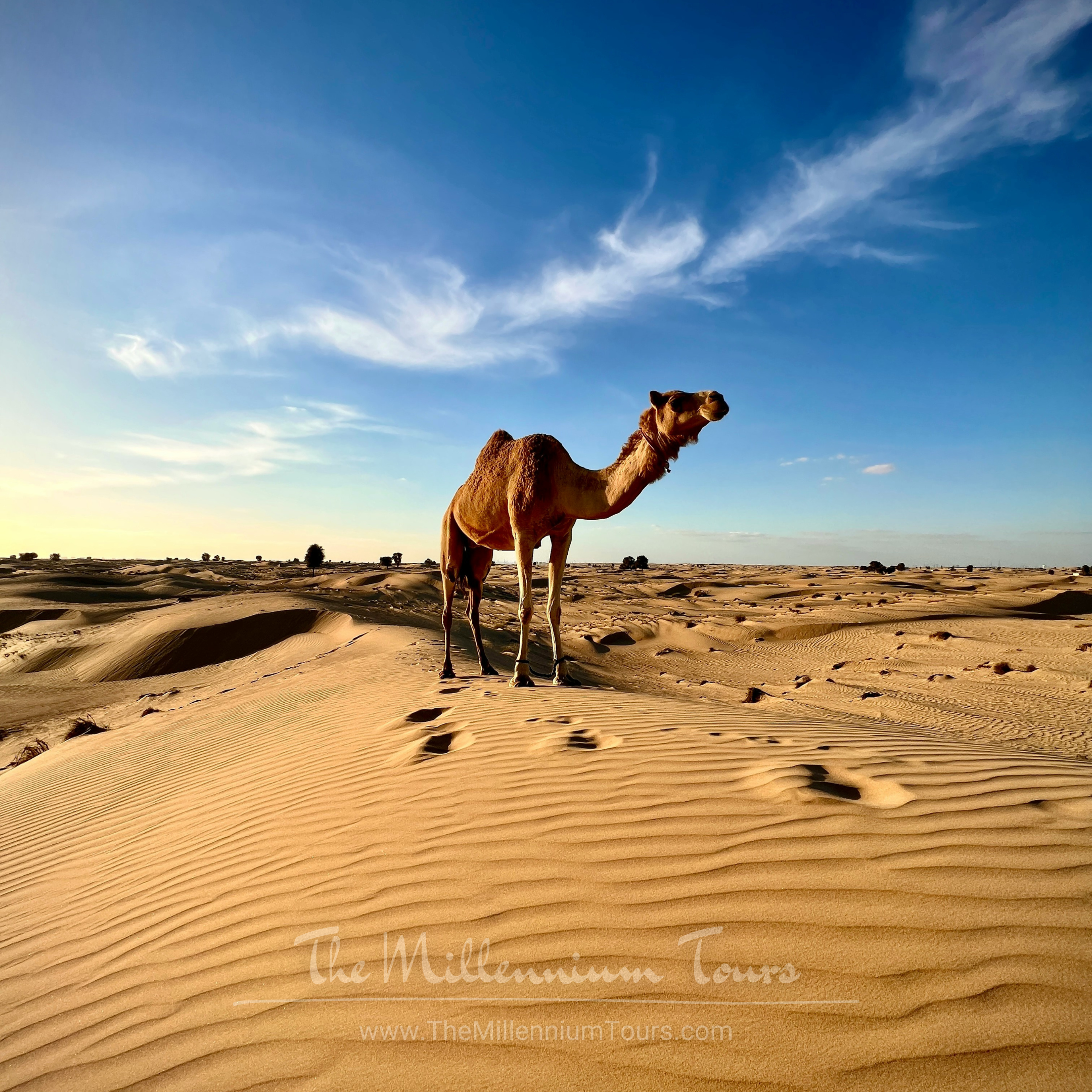 Evening Desert Safari